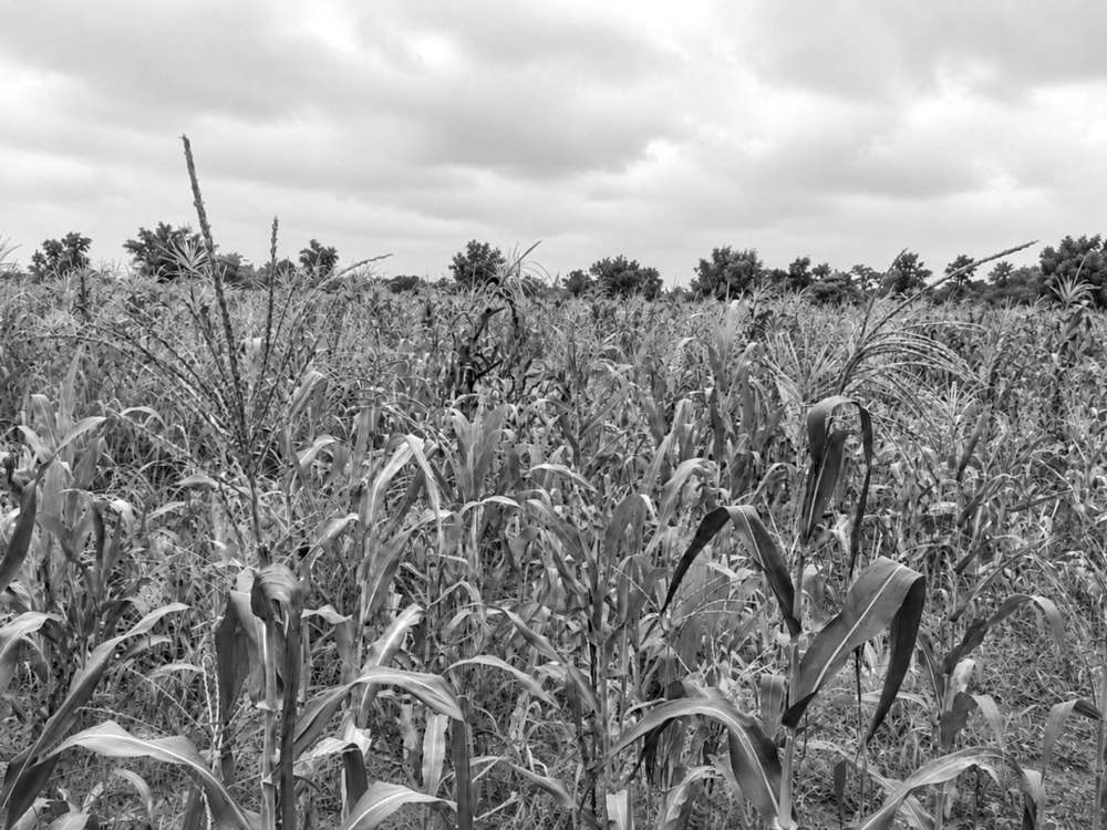 Un champ de mil et de maïs en pleine végétation sous un ciel couvert, au moment où les pluies rassurent les producteurs du sud du pays
